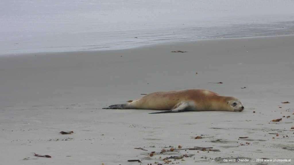 Long Beach Seal